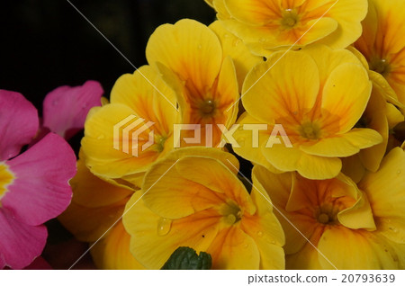 報春花Polyanta黃色花 20793639
