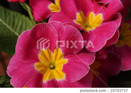 報春花·polyanta紅色 20793737