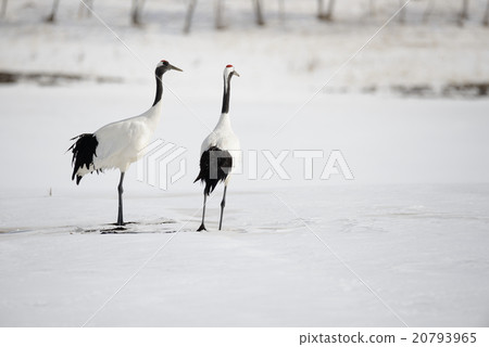 丹頂鶴 20793965