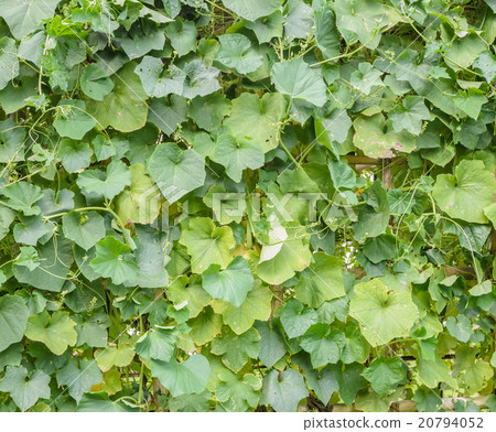 Green leave of Angled Luffa plant Green leave of Angled Luffa plant 20794052