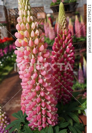 Lupine 's pale pink 20794211