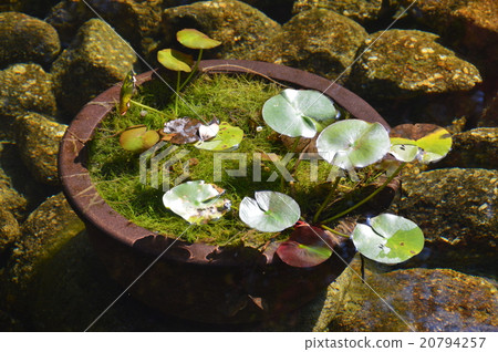 Underwater flower pot / lotus leaf (Tokugawa Garden / Aichi prefecture Nagoya city Higashi-ku Tokugawa cho) Underwater flower pot / lotus leaf (Tokugawa Garden / Aichi prefecture Nagoya city Higashi-ku Tokugawa cho) 20794257