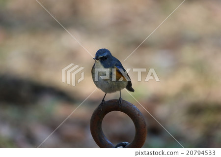 Ruribitaki of Yakushiya Park 20794533