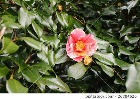 Camellia Sanfikigera Camellia japonica 'Sanpei-tsubaki' Camellia Sanfikigera Camellia japonica 'Sanpei-tsubaki' 20794626