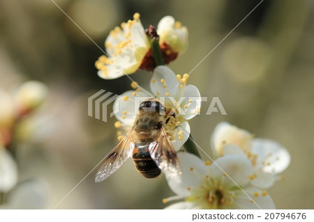 梅花和哈納布 梅花和哈納布 20794676