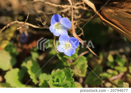 波斯Speedwell 波斯Speedwell 20794677