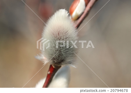 貓王威利 貓王威利 20794678