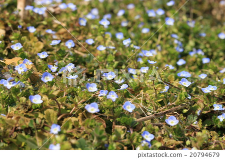 波斯Speedwell 波斯Speedwell 20794679