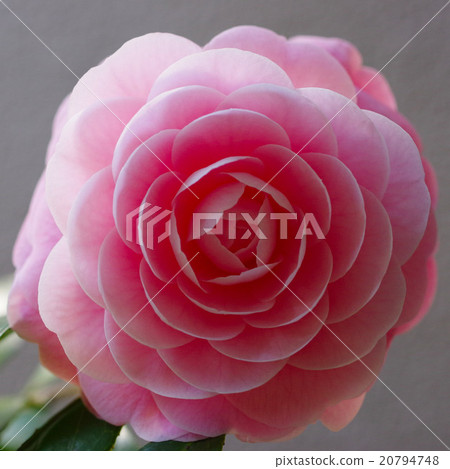 Camellia 20794748