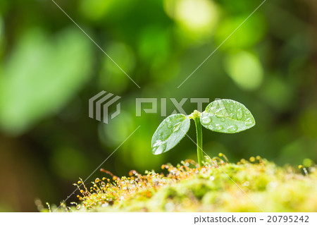 Futaba Eco Image 20795242