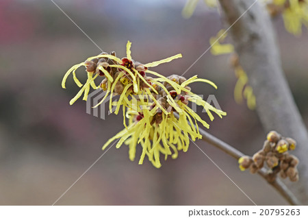 Manxaku (full crop) 20795263