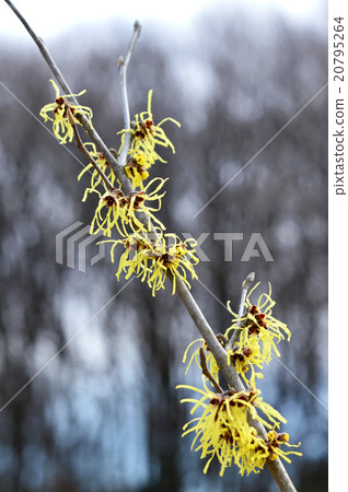 Manxaku (full crop) Manxaku (full crop) 20795264