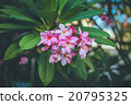 Pink plumeria on the plumeria tree, 20795325