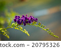 Purple Duranta Erecta Flowers on Duranta tree 20795326