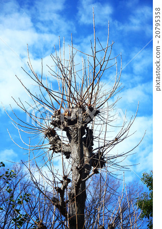 銀杏的冬天出現 銀杏的冬天出現 20795358