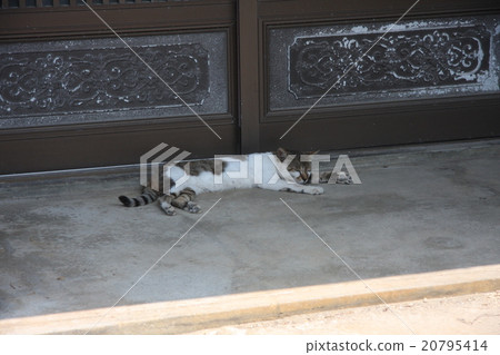 鎖定的貓 20795414