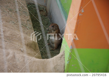 草原土撥鼠 20795416