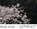 櫻花 20795427