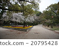 櫻花 20795428