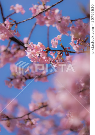 Kawazu Sakura (15) 20795630