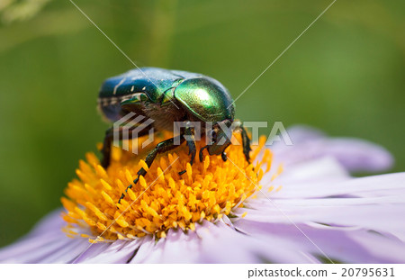 green beetle sitting on a daisy green beetle sitting on a daisy 20795631