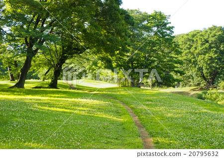 White clouds blooming park 20795632