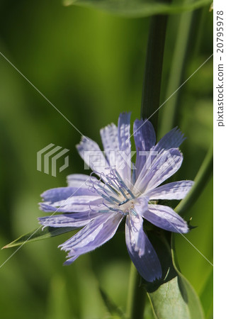 菊苣根 菊苣根 20795978