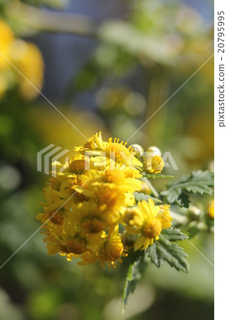 Milkweed 20795995
