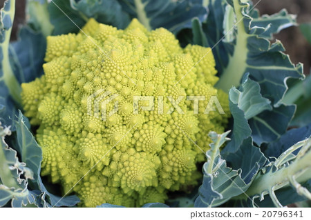 Romanesco 20796341