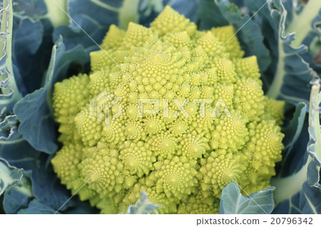 Romanesco 20796342