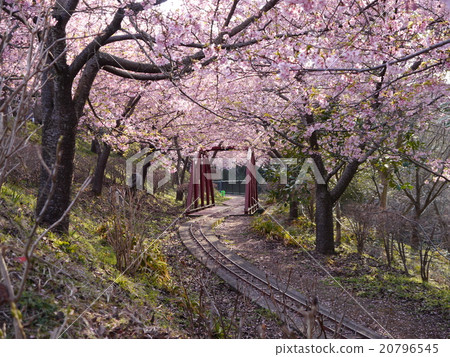 河津櫻花隧道 20796545