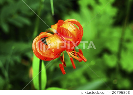Tsugaike nature park summer caricature lily Tsugaike nature park summer caricature lily 20796808