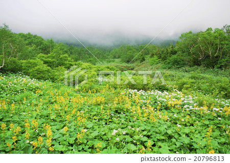 Tsugaike nature summer summer Tsugaike nature summer summer 20796813