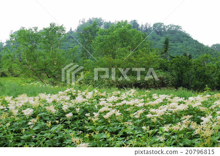 Tsugaike nature summer summer 20796815