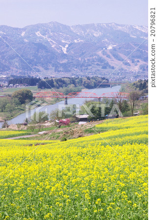 Rape flowers and the Chikuma river 20796821