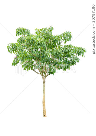 Pink trumpet tree isolated over white background 20797190