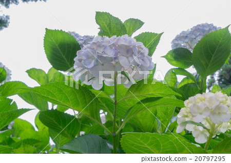 Hydrangea of Miyu Muroto Temple in Kyoto 20797295