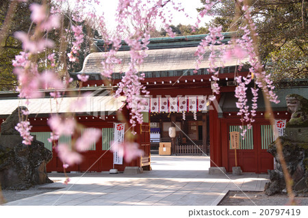 Okuni Soul Shrine Sakura和Chuubamon Gate 20797419