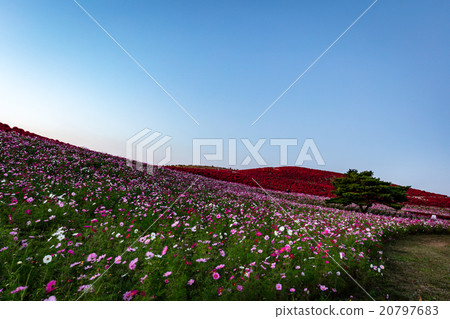 Kokia and Cosmos 20797683