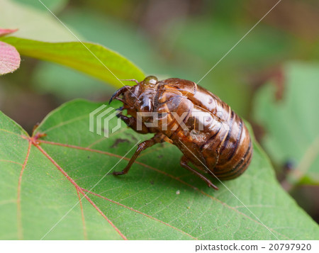Close-up of cedar shell 20797920