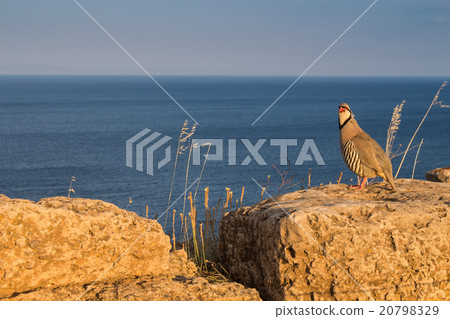 Pheasant on the rock by the sea 20798329