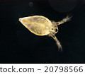 Salami Daphnia Salami Daphnia 20798566