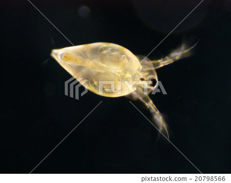Salami Daphnia 20798566