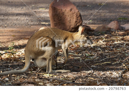 Wallaby, Australia 20798763