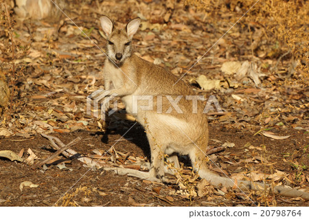 Wallaby, Australia Wallaby, Australia 20798764