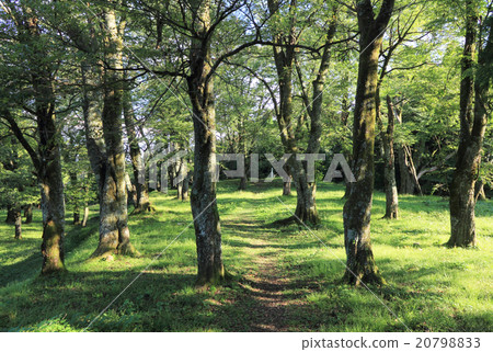松倉城堡遺址 松倉城堡遺址 20798833