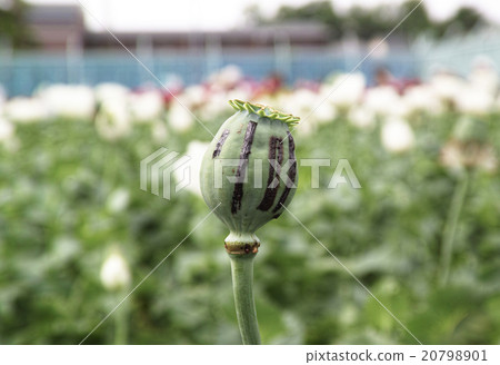 Poppy flower Kishibouzu (Tokyo medicinal botanical garden) 20798901