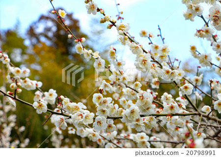 Yoda Wo Dragon 20798991