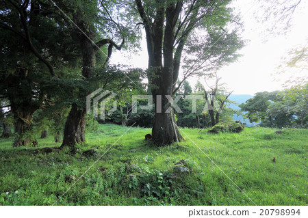 松倉城堡遺址 20798994