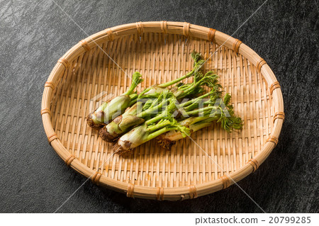 新芽芽春天野生Fatsia發芽日本食物 20799285